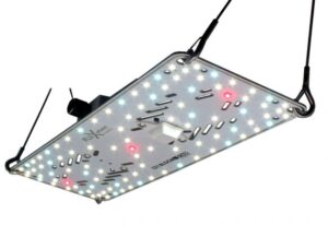 BloomStar FLUXshield Habibi 150 - 50W Vollspektrum - steckerfertig