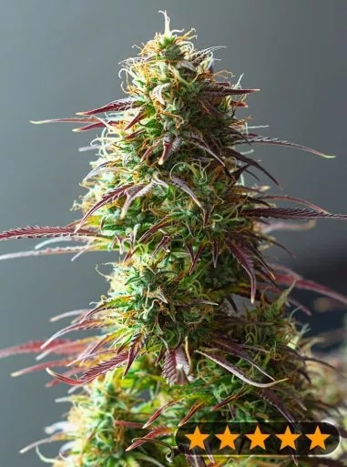 5Star Auto Strawberry Haze
