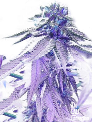 818 Headband Aka Sour OG