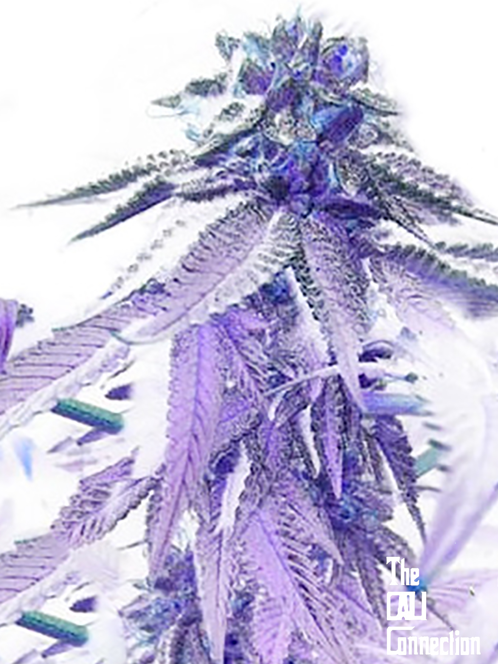 818 Headband Aka Sour OG