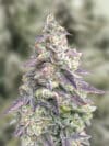 #9 Pound hammer Auto