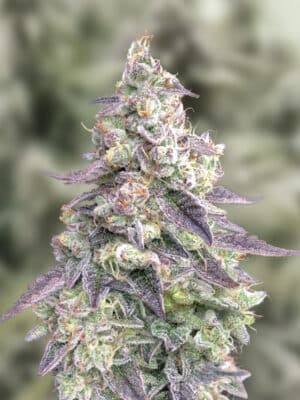 #9 Pound hammer Auto