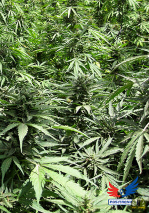 Afghan Auto