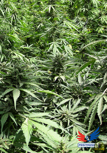 Afghan Auto