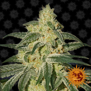 Afghan Hash Plant Reg.