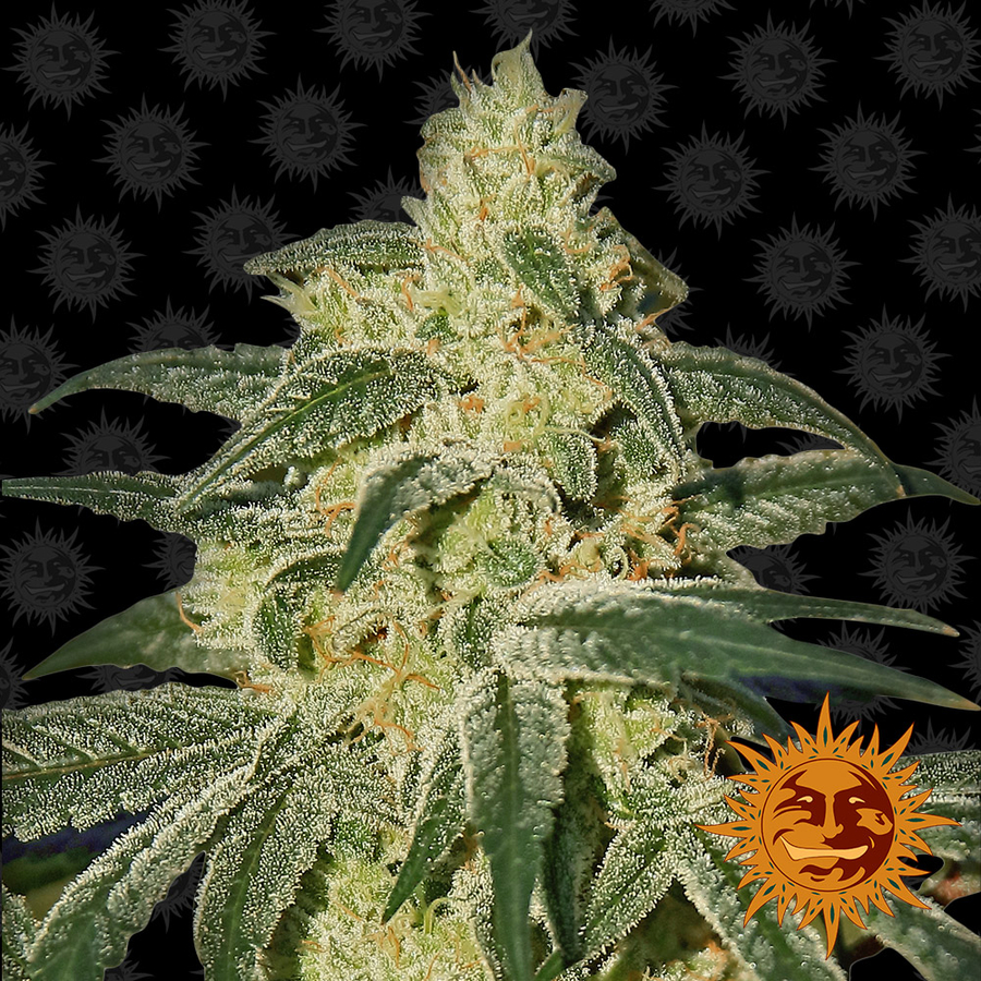 Afghan Hash Plant Reg.