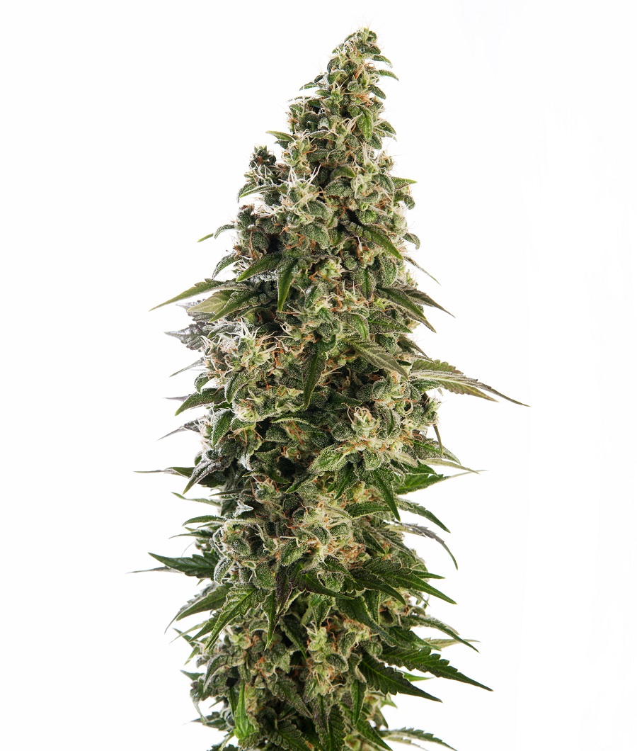 Afghani #1 Automatic