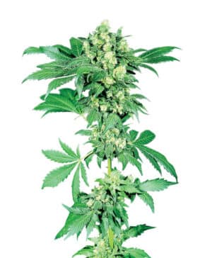 Afghani #1 Reg.