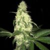 Afghaniberry Reg.