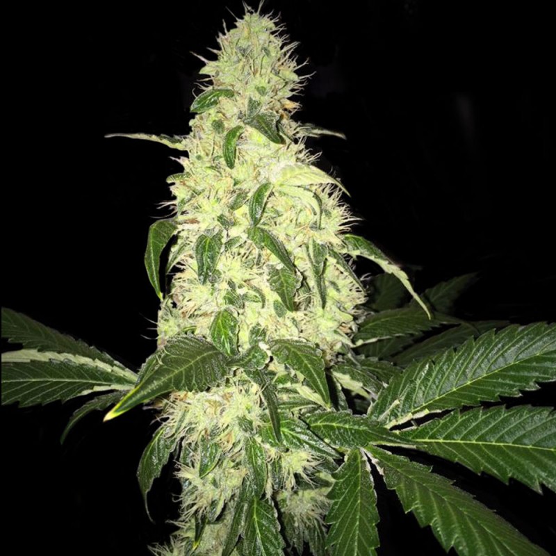 Afghaniberry Reg.