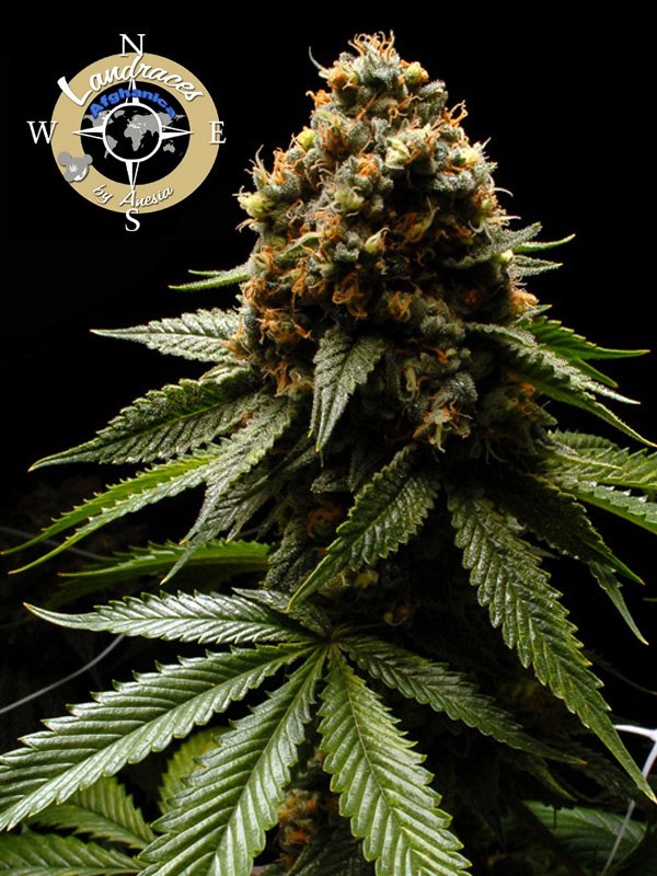 Afghanica