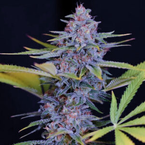 Afghani Gold