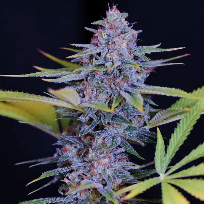 Afghani Gold