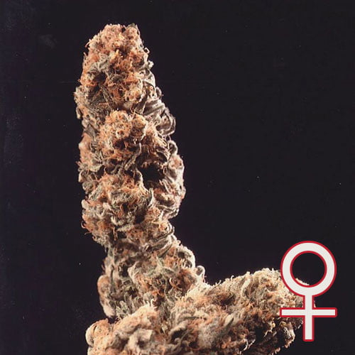 Afghani Special
