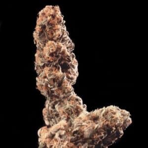 Afghani Special Reg.