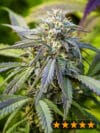 Afghan Kush Auto (PowerStrains)
