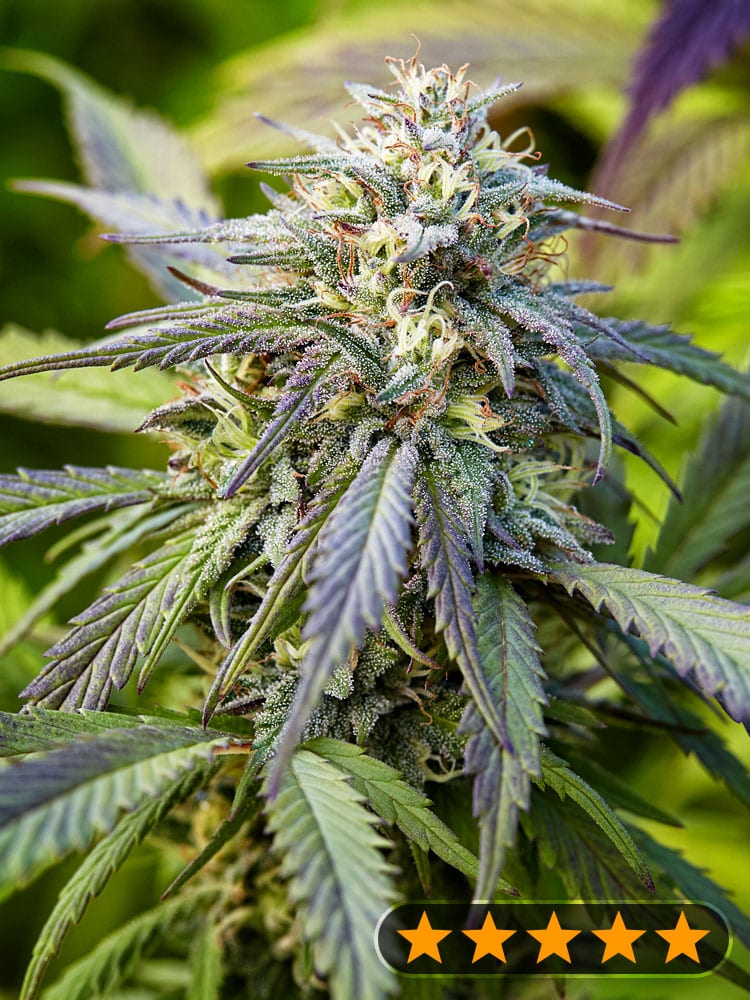 Afghan Kush Auto (PowerStrains)