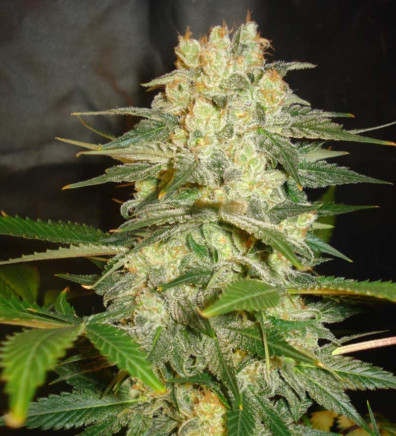 Afghan Kush Ryder