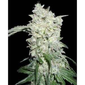 Afghan Kush Special