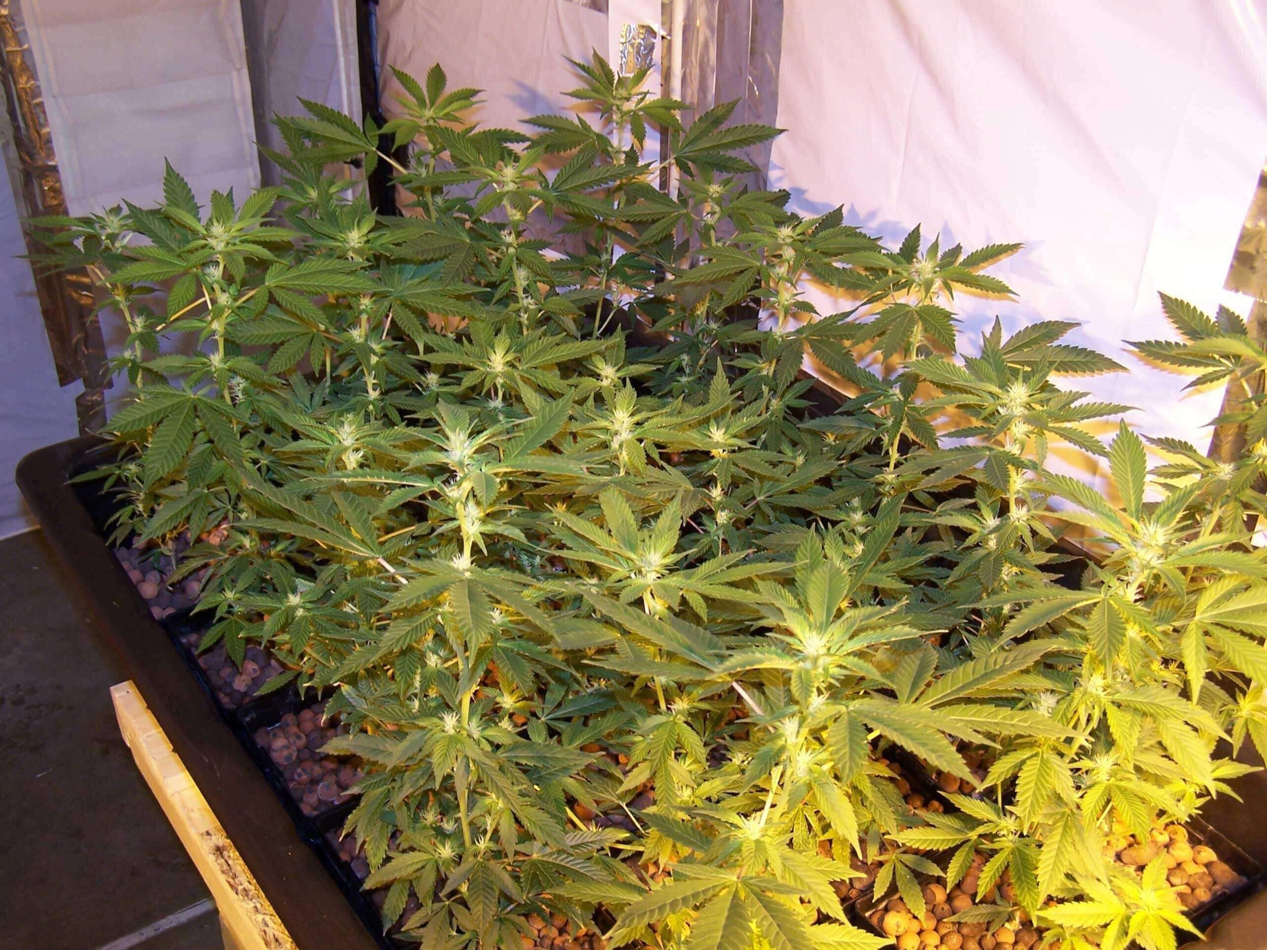 Afghan Kush (World of Seeds)