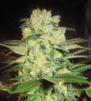 Afghan Kush x White Widow
