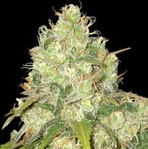 Afghan Kush x Yumbolt
