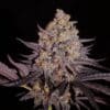 Afghan Lemon