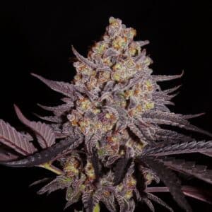 Afghan Lemon
