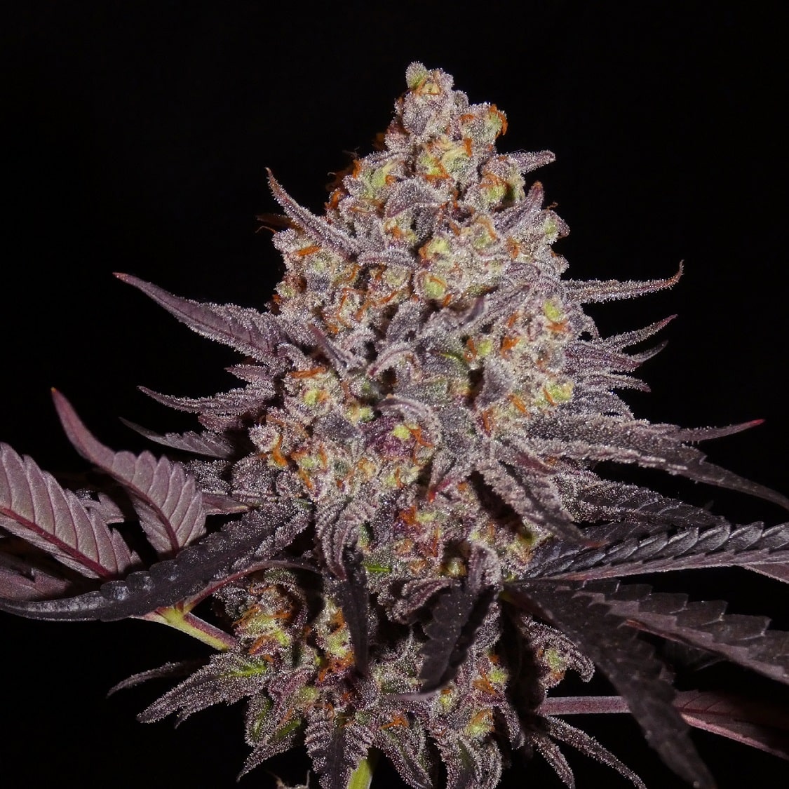 Afghan Lemon