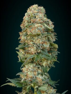 Afghan Skunk (Advanced Seeds)