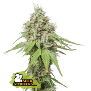 AK420