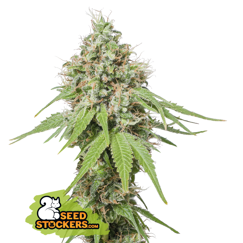 AK420