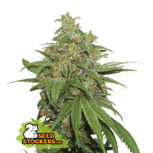 AK420 Auto