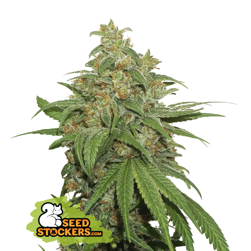 AK420 Auto