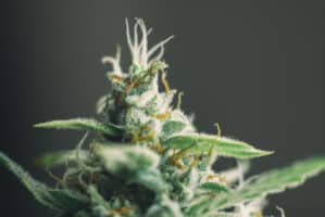 AK49 100 Samen (Mr. Hanf Seeds)