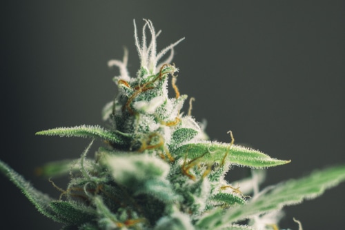 AK49 100 Samen (Mr. Hanf Seeds)