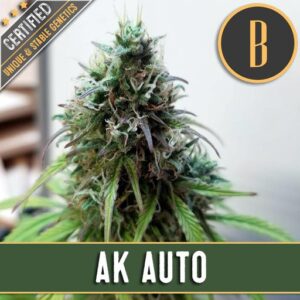 AK Auto (BlimBurn Seeds)
