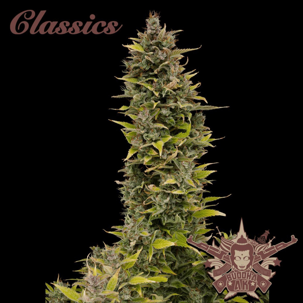 AK (Buddha Seeds)