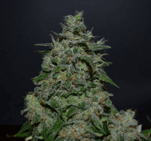 AK Kush Express