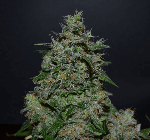 AK Kush Express