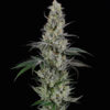 AK (Spliff Seeds)