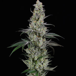 AK (Spliff Seeds)
