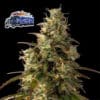 Alaskan Diesel Auto
