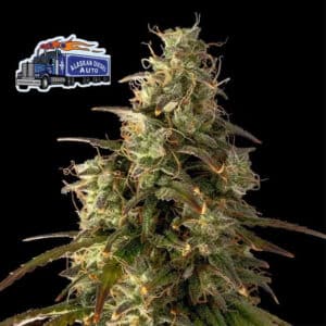 Alaskan Diesel Auto