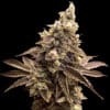 Alien Candy Kush Auto