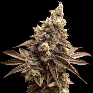 Alien Candy Kush Auto