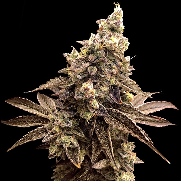 Alien Candy Kush Auto