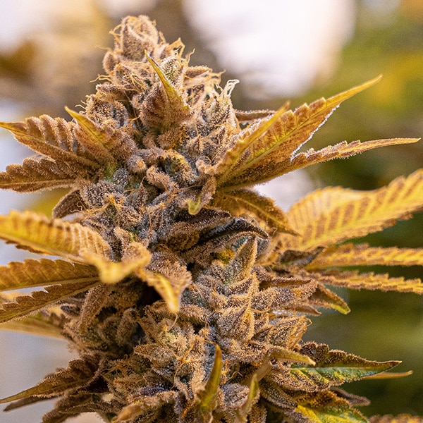 Alien Candy Kush Fast Version