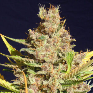 Alien Gorilla (Original Sensible Seeds)