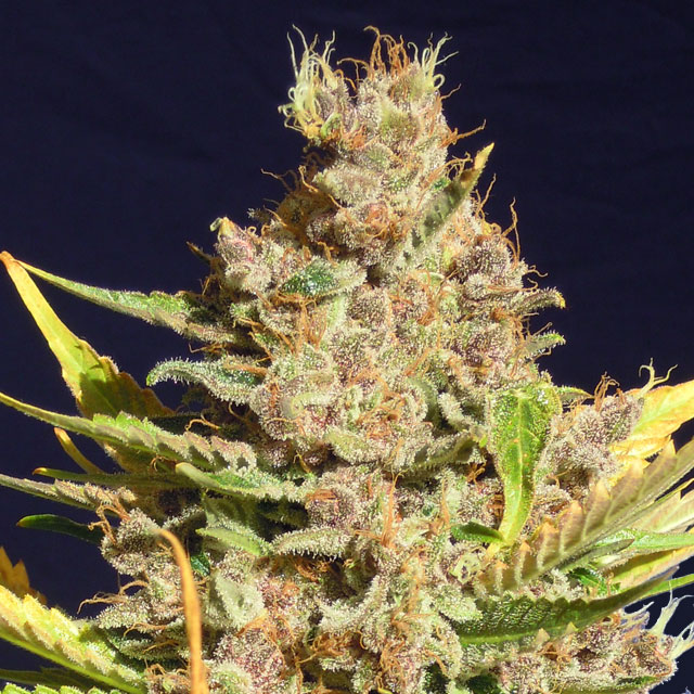 Alien Gorilla (Original Sensible Seeds)